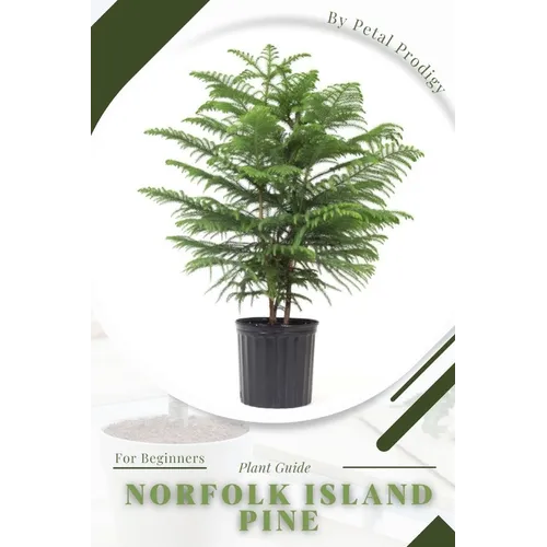 Norfolk Island Pine: Prodigy Petal, Plant Guide