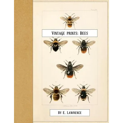 Vintage Prints: Bees - Paperback