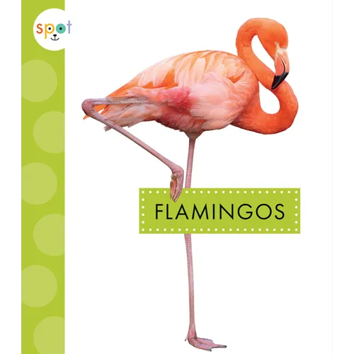 Flamingos - Paperback