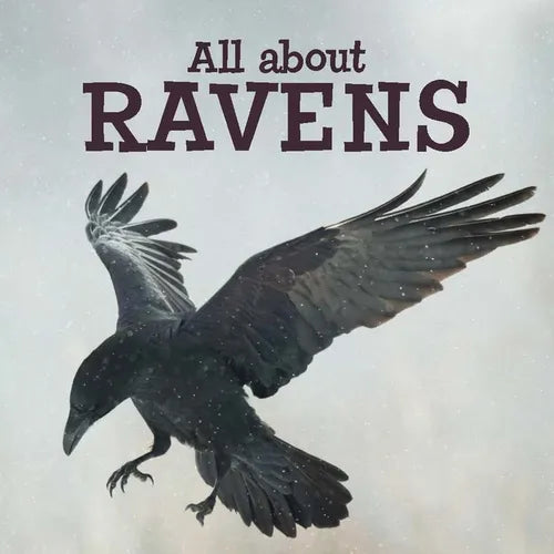 All about Ravens: English Edition - Paperback